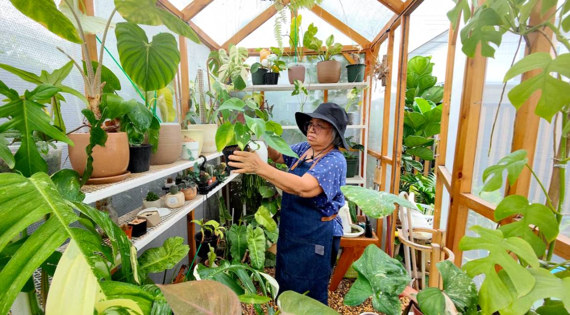 Elderly woman with dementia gardening in a greenhouse.
