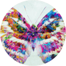 Wild Butterfly Avatar