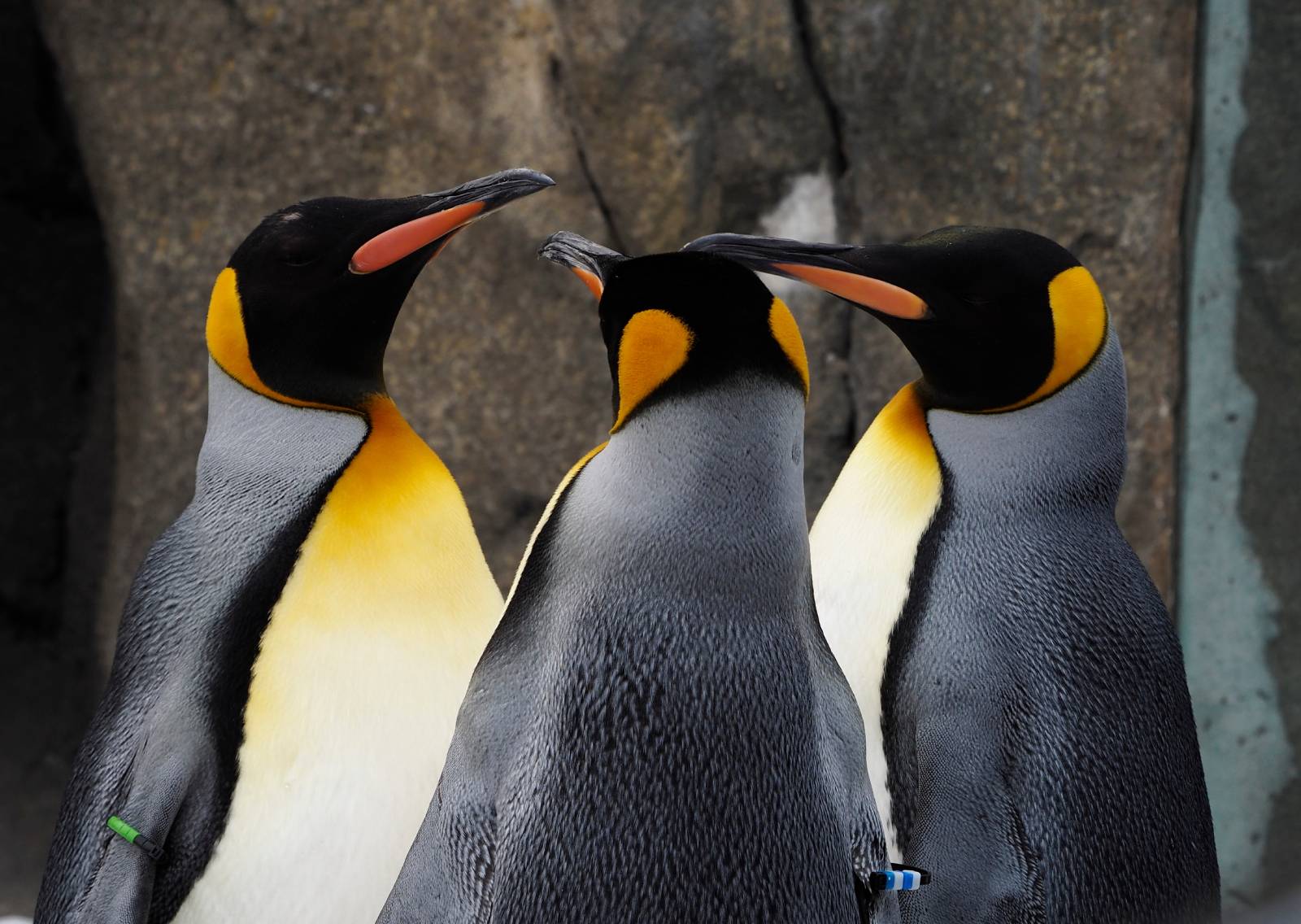 3 Penguins at the Calgary Zoo.